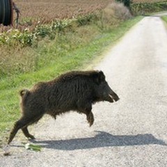 Parco Alta Murgia, incontro sulla gestione del cinghiale