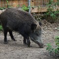 Cinghiale sulla provinciale Andria-Bisceglie: danni all'auto con l'autista per fortuna uscito indenne