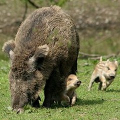 Parte oggi il censimento dei cinghiali nel Parco dell'Alta Murgia