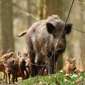Cinghiali: finalmente c’è il piano straordinario utile a contenere anche altre specie