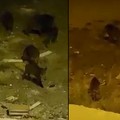 Nuovi avvistamenti di cinghiali nel centro abitato di Andria