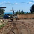Incidenti stradali: in crescita in Puglia (+12%). Sono 12 quelli gravi causati dai cinghiali