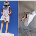 Ad Andria si fanno "voli pindarici ", Agrimi in equilibrio in piazza Catuma