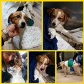 "Trenino ", la storia del cane nuova mascotte della Ferrotramviaria