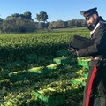 Sicurezza in agricoltura. Confagricoltura Bari-Bat: “Bene i controlli, ma norme di riferimento inadeguate al lavoro agricolo”