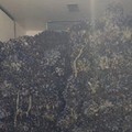 La Capitaneria di porto sequestra kg 1800 di cozze nella Bat