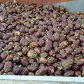 Carciofi, il paradosso dei prezzi che affossa i campi