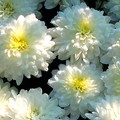 2 novembre: Coldiretti Puglia, 60mila crisantemi ai cimiteri; ma ‘vanno’ anche lisantius, girasoli, sterlizie e ciclamini