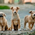 Un video contro l'abbandono degli animali. Al via la nuova campagna di ENPA Bari-Barletta