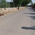 Prime macellazioni dei cinghiali presenti nel parco dell'alta Murgia: adesso di passa alla commercializzazione