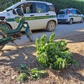 Le guardie campestri di Andria sventano l'ennesimo furto, questa volta in contrada "Torricciola "