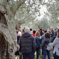Perchè è importante la legge sull'oleoturismo per lo sviluppo di un territorio come Andria