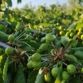 «Azzerata la produzione ad Andria per la grandine», l'allarme di Coldiretti Puglia