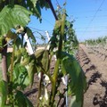 Puglia e politiche agricole: arrivano le accuse ad Emiliano di M5S e Coldiretti