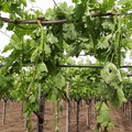 Agricoltura pugliese spazzata dal vento, CIA: "Riformare subito il sistema dei risarcimenti "