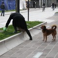 Deiezioni canine: altre 15 multe comminate ad Andria dalla Polizia locale a detentori di cani