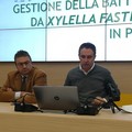 Xylella, ass. Di Gioia: "La Regione Puglia sta mettendo in atto tutte le prescrizioni di Bruxelles e del Ministero "