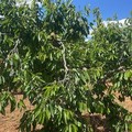 Ciliegie pugliesi, produzione ai minimi storici, il clima mette in ginocchio il comparto