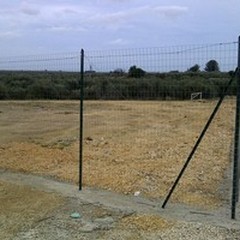 Via l'amianto dalla ex 98, arrivano diciannove alberi di ulivo