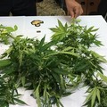 Scoperto discount della droga: arrestati giovani coniugi