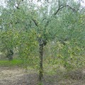 Miscioscia (NCS): Valore aggiunto del nostro olio d'oliva e sua originalità