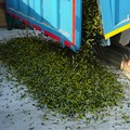 Siccità: -30% produzione olio extra vergine d'oliva. Cresce allarme sofisticazioni "