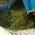 Falso biologico, dove sono le sanzioni?