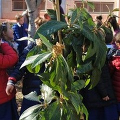 Festa dell'Albero: le scuole "abbracciano " la natura