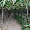 Coltivava marijuana in un vigneto, arrestato 52enne