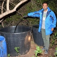 Coltivazione di "Cannabis " in un terreno rurale: arrestato un 32enne