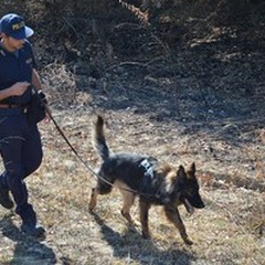 Scomparsa Vassalli, al lavoro i cani molecolari della Polizia