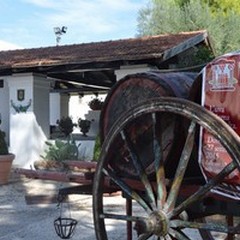 Torna "Cantine aperte ": ad Andria si potranno visitare tre aziende