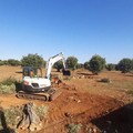 Ventola (FdI):  "Per contrastare la xylella, impiegare anche chi usufruisce del reddito di cittadinanza "