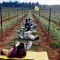 Cresce l'enoturismo in Puglia da degustazioni 3d a pilates in vigna fino ad astrotasting