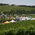 "Enovitis in campo 2016 ", la "prima " in Puglia
