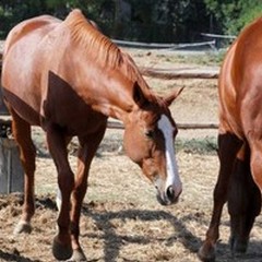 Carne equina, Confagricoltura Bari-BAT: “No a divieti ideologici "
