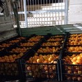 Consumi: Coldiretti Puglia, scorta di vitamina C in Puglia contro i malanni di stagione