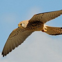Falco Grillaio: popolazione in aumento ed avvistamenti nel centro storico di Andria