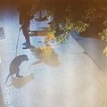 Montepulciano, ambientalista:  "Escrementi di cani, la città è piena "