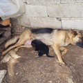 Andria: il dramma dei cani randagi in pericolo di vita