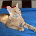 Ad Andria scomparso gatto da casa: l’appello dei proprietari per cercare Winny