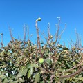 Agricoltura: novembre folle con ciliegi in fiore e fichi in produzione