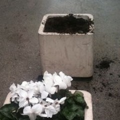 Perchè siamo vandali? Il Comune pianta fiori e vandali li estirpano!