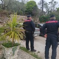 Xylella, batterio killer a Minervino Murge:  "Subito eradicazione chirurgica e sorveglianza su area cuscinetto "  