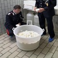 Coldiretti plaude all'operazione  "mozzarelle taroccate "