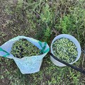 Agro di Andria, Guardie Campestri sventano furto di olive