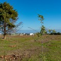 Messa a dimora di 3.000 giovani alberi nel Parco Nazionale dell’Alta Murgia