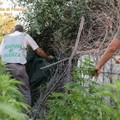 Scoperta una piantagione di canapa indiana. Arrestati tre andriesi