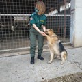 Tutela amici a quattro zampe: intervento della Polizia Locale e dei veterinari della Asl Bt
