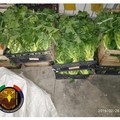 Vendere frutta e verdura dentro esercizi, non fuori